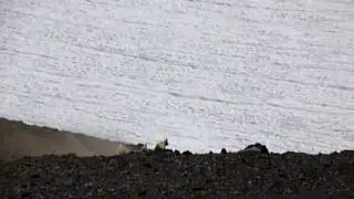 Mountain Goats - 2 nannies and 2 kids