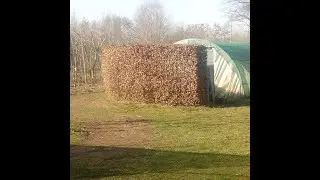 О живой изгороди.  Из каких культур планирую выращивать изгородь.