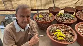 Biggest Lithops Collection