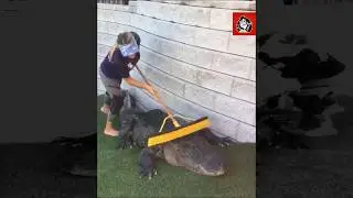 SURPRISING VIDEO! WOMAN BRUSH A CROCODILE (Mujer baña a cocodrilo)
