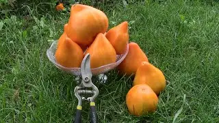 ЛИСКИН НОС