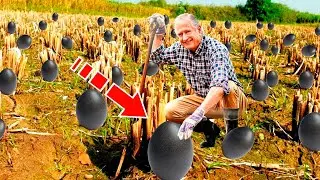 The farmer found black eggs. But when they hatched, he started crying!