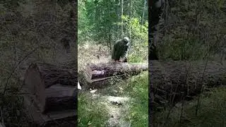Расчистка болота 