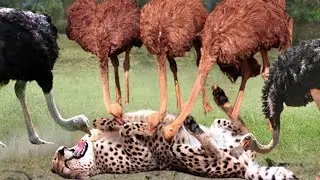 ostrich riding and racing amazing#ostrich egg hatching#ostrich vs tiger#african animal