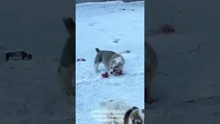 Щенки питомника ТИМЕРТАШ  В питомнике есть доступные щенки +79048881825 vibe whatsa www.timertash.ru