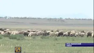 Есть такая профессия - овец пасти