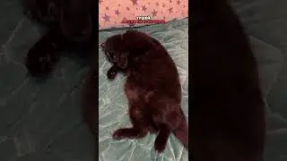 Смешная песенка😻Ну пойду покушаю своей красивой тушею  