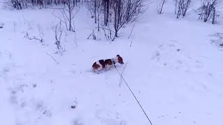 Джек зимний охотник на грызунов