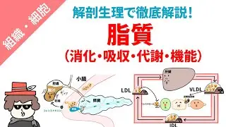 脂質（消化・吸収・代謝・機能）をまとめてイラスト解説