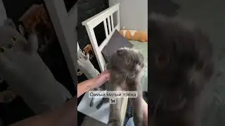 Невозможно пройти мимо. 🐈‍⬛ лучшие! 