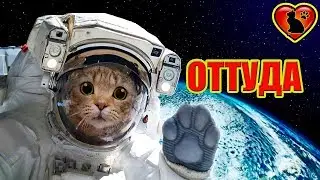 6 Versions of Where Cats Came From on Earth! Myths and Legends about the Origin of Cats!