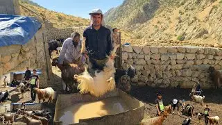 Nomadic Life: 🐐Caring for Nomadic Livestock and Disinfecting Sheep | Nomadic Beekeeping Traditions 🐝
