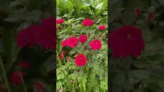 See the rose tree growing in the middle of the vegetable garden #vuonnha