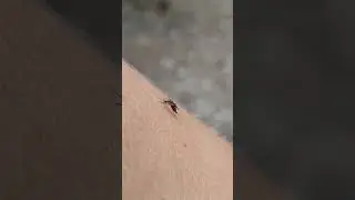 укус комара