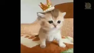 My little king || Kitty Poppins