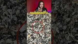 Найди Кота. Сложный Уровень!