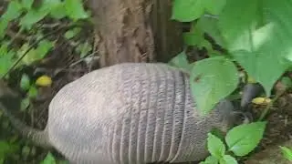 la mejor mascota del mundo 🌎 2 🤔