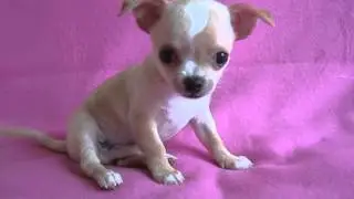 Любвиобильный чихуахуа