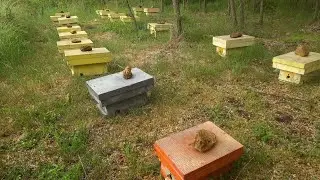 Чи з матками не то, чи звик до ройових?