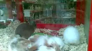 Полудели зайци в зоо магазин!