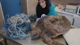 Futura: tartaruga marina vittima della plastica