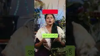 తమలపాకు ప్లాంట్ కి ఇలా వాటర్ చేస్తే దాని లీఫ్ సైజ్ పెరుగుతుంది #shorts #gardening #tips #telugu