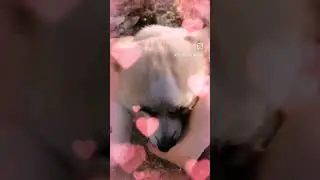💕 Милка купается в любви 💕
