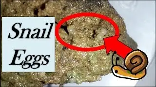 Incubating snails eggs