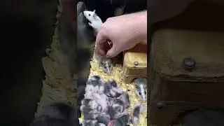 All the babies… #asf #africansoftfur #feederrodents #feederrats #fealysclutch