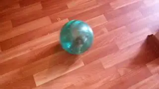 Хомячок Дина в шаре. Вот что значит шараёбиться))))
