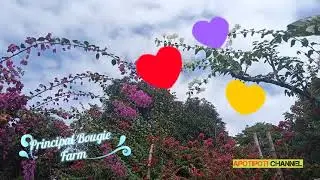 PRINCIPAL BOUGAINVILLEA FARM CABA LA UNION