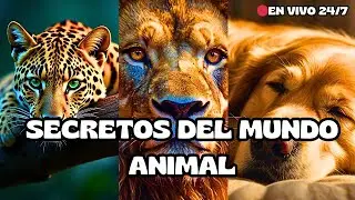 🔴 SECRETOS DEL MUNDO ANIMAL | EN VIVO 24/7