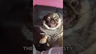 I love them all 🧡 #pug #funny #youtubechamps #kingchillithepug ib: Odiethebulldog