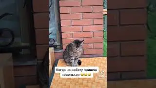 Кот говорящий рот. Когда на работу пришла новенькая