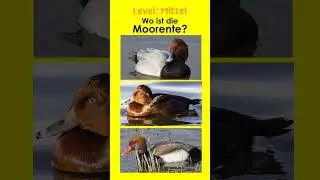 Enten - Tauchenten III - Jägerprüfung und Jagdschein