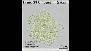 A microfluidic photobioreactor for simultaneous observation and cultivation of single microalgal