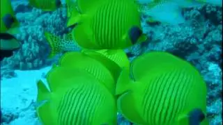 ФУТАЖ - МОРСКИЕ КРАСАВЦЫ