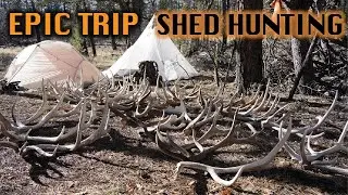 THE MOST ANTLERS WE’VE FOUND | #SHEDCRUSH EP.4