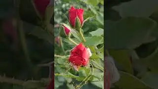 Чудесный вечер для двоих!