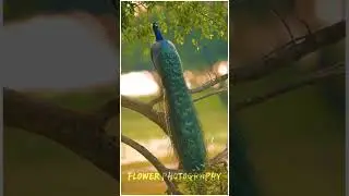 #Peacock