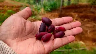 BIJI CENGKEH JUMBO‼️