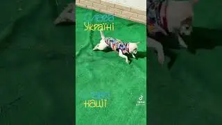Доброго і тихого ранку!Ми з УКРАЇНИ!🇺🇦🇺🇦🇺🇦💙💛💙💛❤️❤️🙏🙏🙏🕊️🕊️🕊️