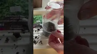 Вырастить кинзу из семян на подоконнике 