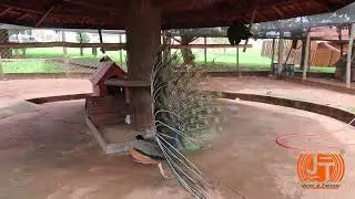 A Dança de Acasalamento do Pavão