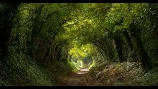 Nature Ringtone [WITH FREE DOWNLOAD LINK]