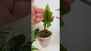 Алоказия Жаклин в  #сфагнумфускум #sphagnum_eco #plants #myplant #plantlover #plant #алоказия