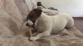Оленьи рога для собак DogsRogs