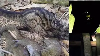 Mus kab tua mab tau tu loj kawg
