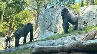 Gorilla Bachelor Brothers  - 1 Week After Mandazzi Left