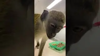 Monkey Shows Off Presents tiktok mojothemonkey